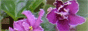 Каталог комнатных растений, узамбарская фиалка, фиалки (сенполия), кактус, стрептокарпус, орхидея, бегония, фуксия, глоксиния, пеларгония, эписция