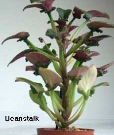 Beanstalk