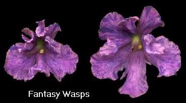 Fantasy Wasp