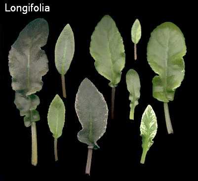 Longifolia