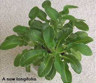 New longifolia