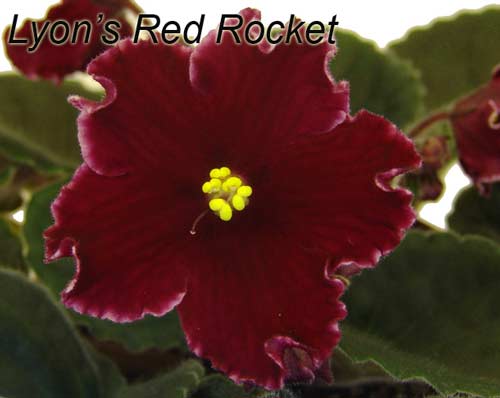  Red Rocket 