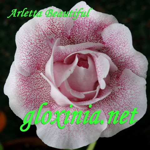  Arletta Beautiful 
