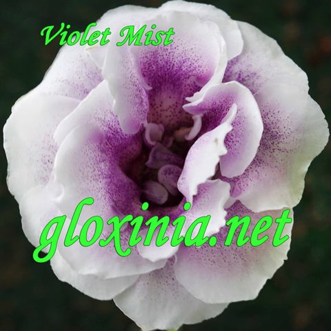  Violet Mist 
