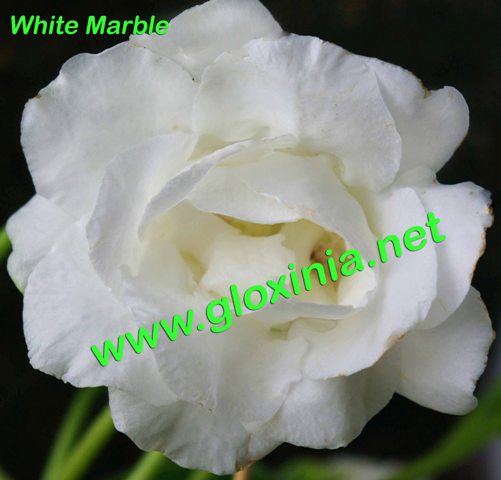  White Marble 
