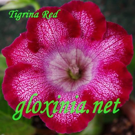  Tigrina Red 