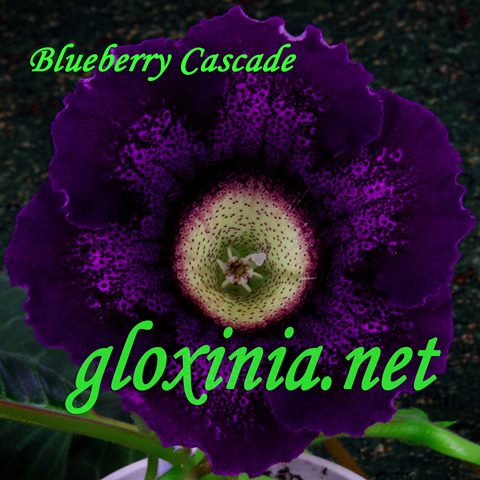  Blueberry Cascade 