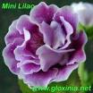  Mini Lilac