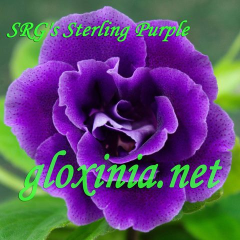  SRG's Sterling Purple 