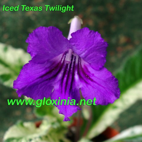  Iced Texas Twilight 