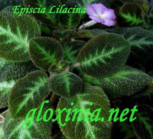  Lilacina 