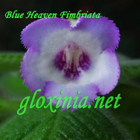  Blue Heaven Fimbriata 
