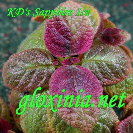  KD's Sapphire Ice 