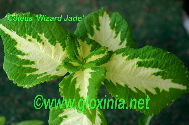 Wizard Jade 