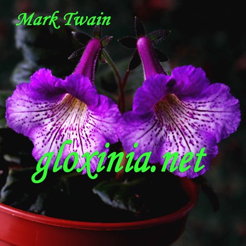  Mark Twain 