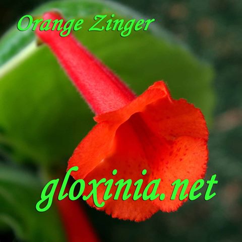  Orange Zinger 