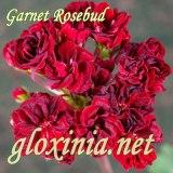  Garnet Rosebud