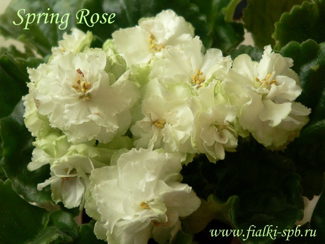 Spring Rose Фиалка Фото И Описание