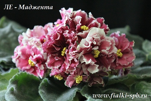 Фиалка Маджента Фото Фиалка Маджента Фото