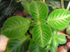 Эписция Lilacina Viridis