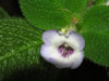 Эписция Fimbriata Blue Heaven (Цветение)