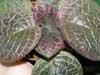 Эписция KD s Rodochrosite