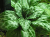 Хирита Sinensis