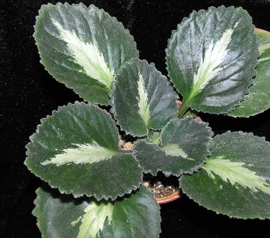  Brassicoides Marble Leaf 