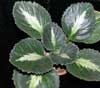 Хирита Brassicoides Marble Leaf