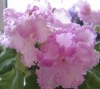 Фиалка Rosie Ruffles спорт