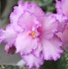 Фиалка Fredette's Risen Star