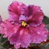 Фиалка Spanish Dancer