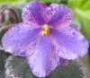 Фиалка Lorus Springtime