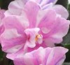 Фиалка Ness' Spring Blush