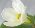 Фиалка Chantaspring