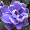 Фиалка Ness Crincle Blue