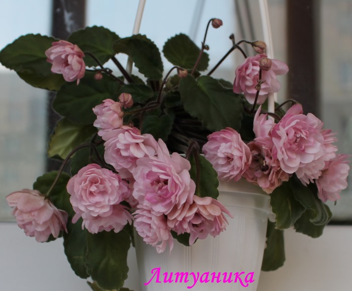фиалка фото литуаника