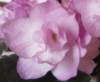 Фиалка Ness Satin Rose