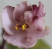 Фиалка Emerald Pink