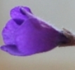 Фиалка Vallarta Campanas Moradas
