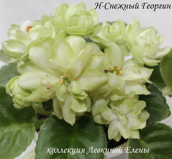 снежный георгин фиалка фото онлайн снежный георгин фиалка фото