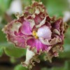 Фиалка Allegro Pink Pistachio
