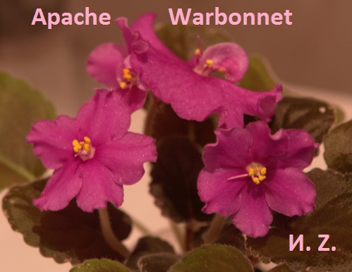  Apache  Warbonnet 