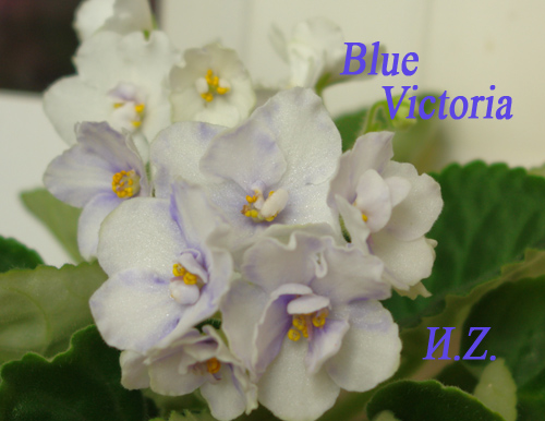  Blue Victoria 