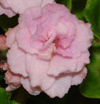  Rococo Rose