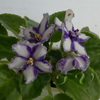 Фиалка Blue Heaven