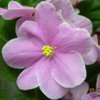 Фиалка Pink Amiss