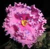 Фиалка Carnation Sprinkles спорт