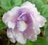 Фиалка Neptune`s Jewels спорт 2