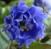 Фиалка Neptune`s Jewels спорт 3